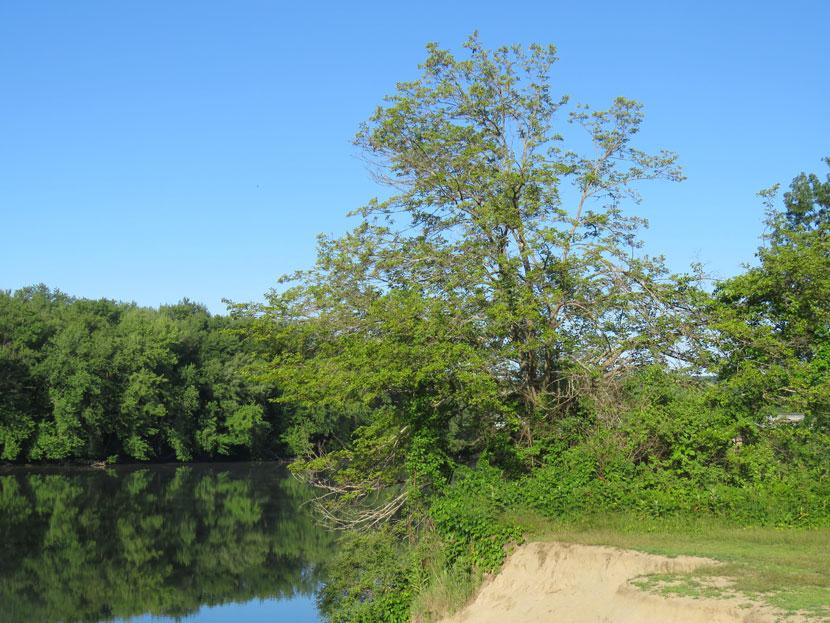 Scenes around a Mulberry Tree by floodplain photographer Ellen Kenny