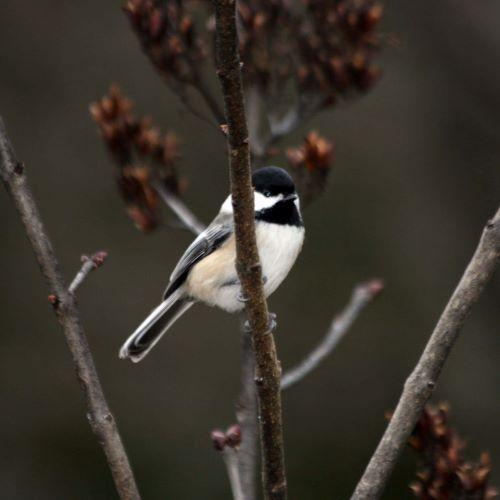 A chickadee sits in a tree branch.