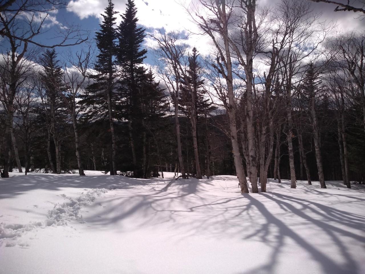 A snowy field with birch trees around the borders