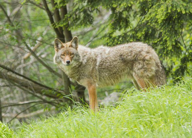 Eastern Coyote