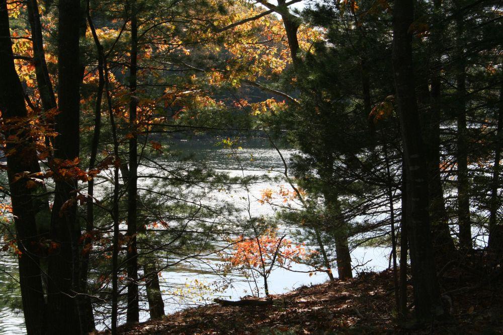 Waterfront forest Creek Farm. Jack Savage photo