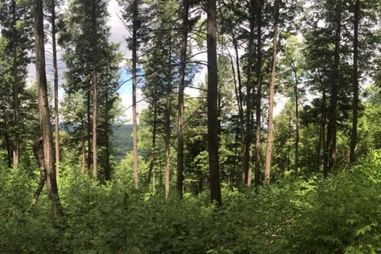 Young evergreen tree growth with scruby bushy undergrowth distant view background