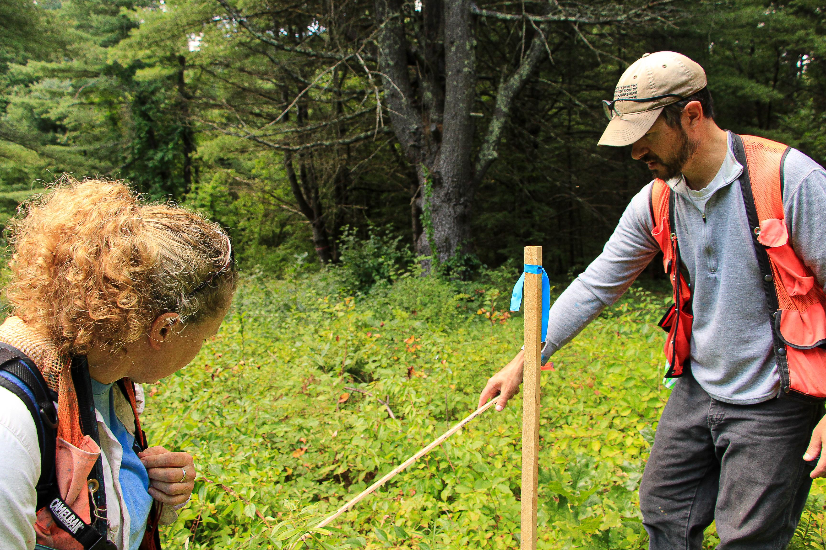 A man and a woman in orange vest search through green vegetation using a wooden yard stick 