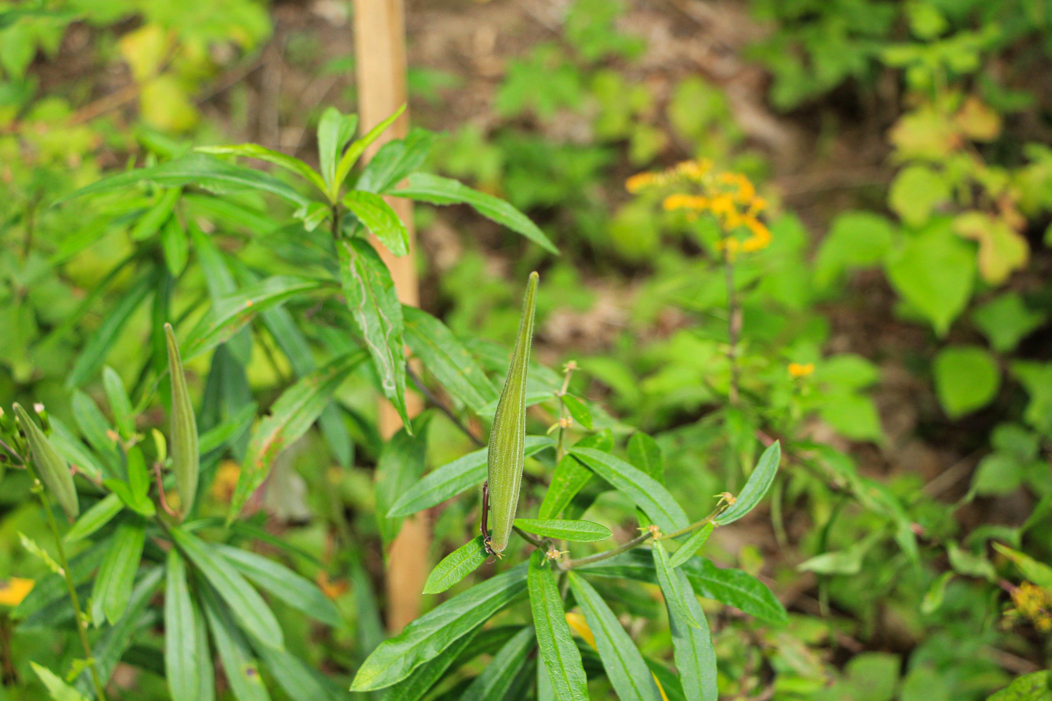 A green plant with pointy seed pods and slender leaves. 