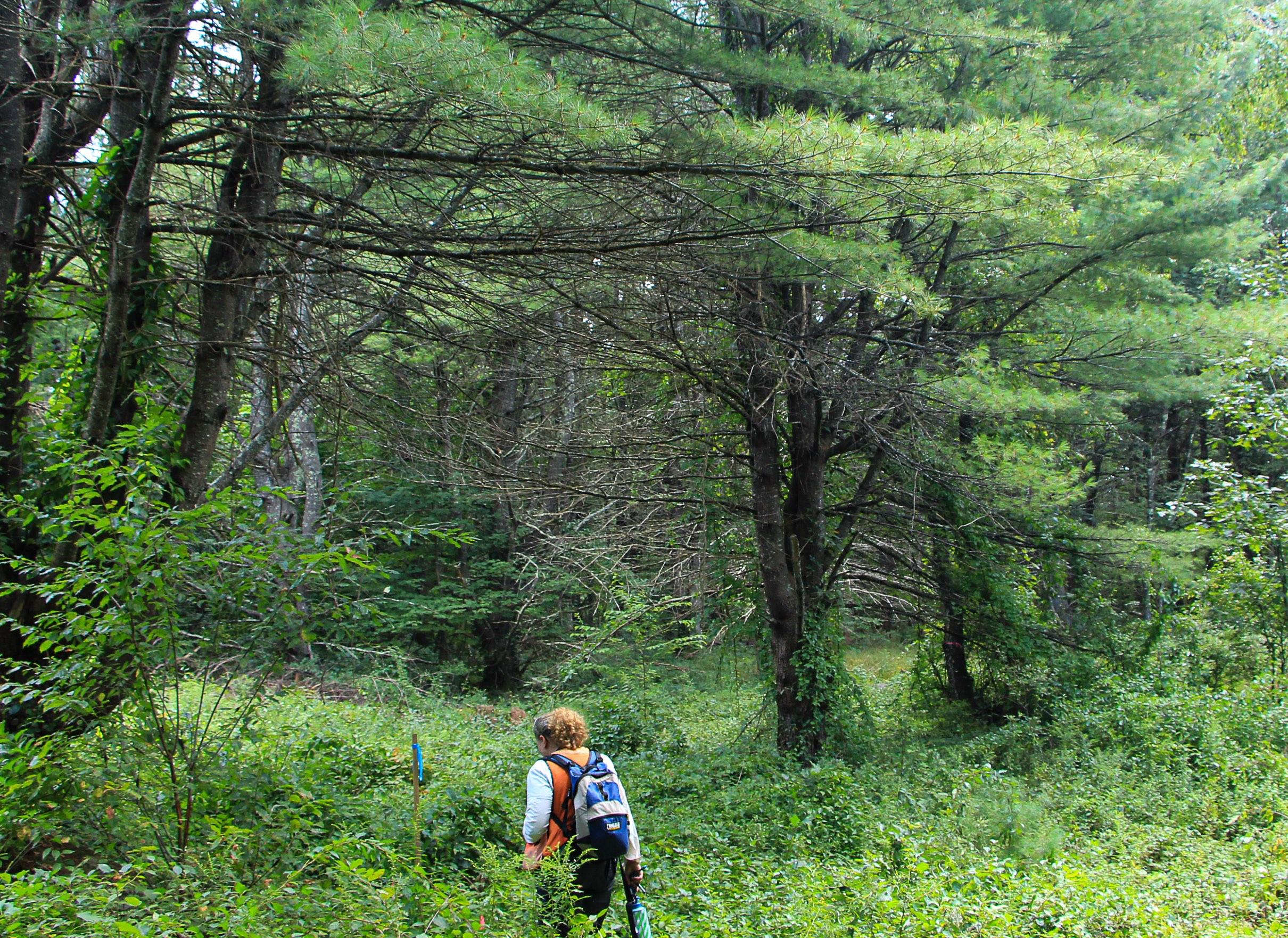 A woman wearing a blue backpack walks through a thicket of vegetation 