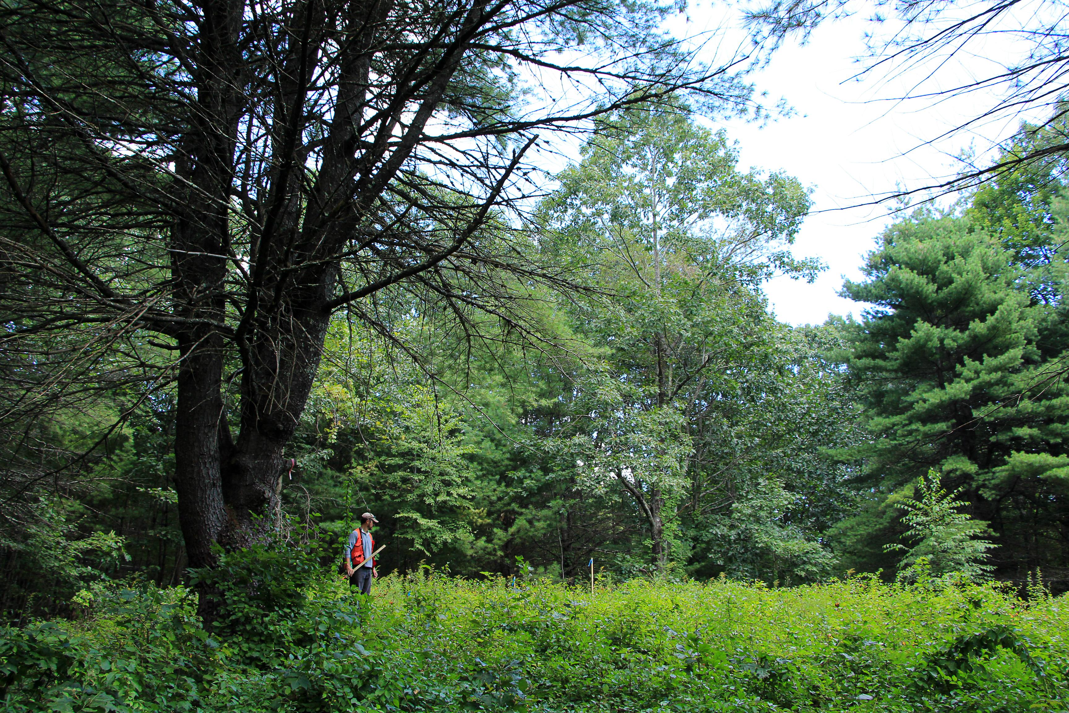 A man in an orange vest walks through a small clearing shaded by pine trees. 