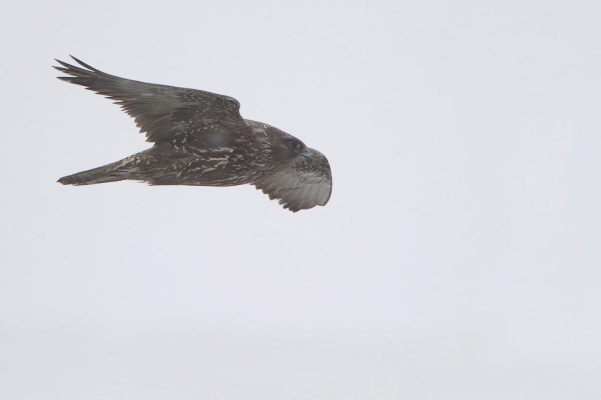 Gyrfalcon by Jason Lambert