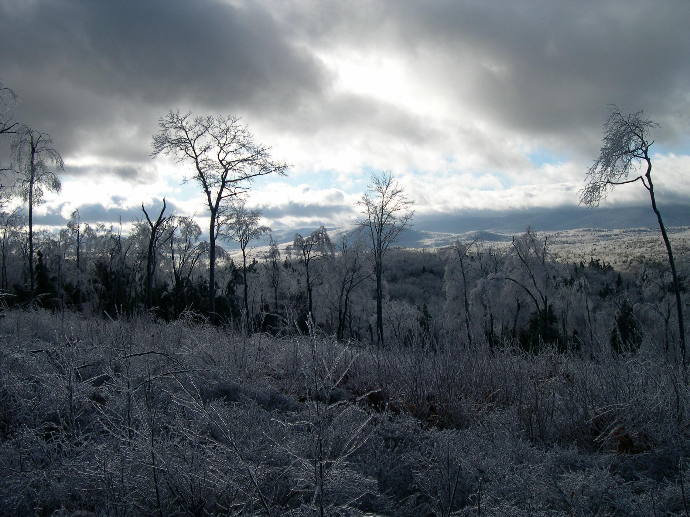 A view of Hubbard Brook forest after a winter ice storm.