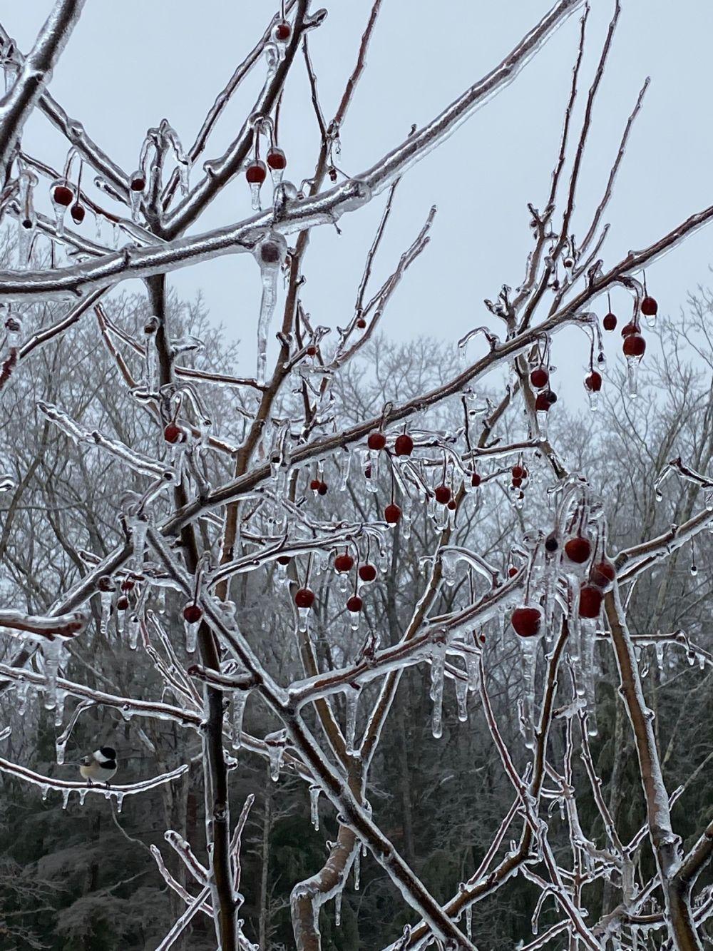 ice builds-up on crab apple branches