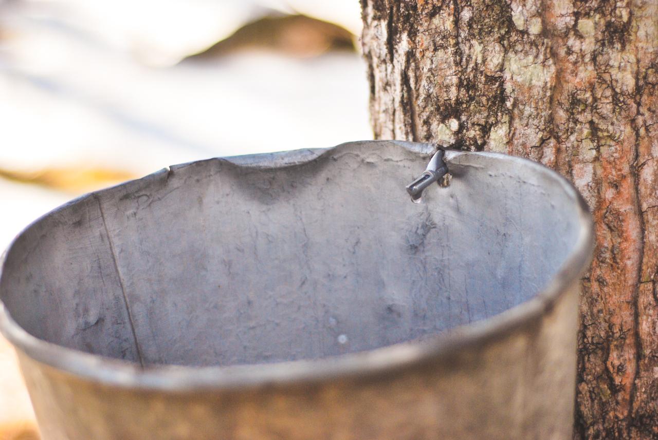 Maple sugaring metal bucket