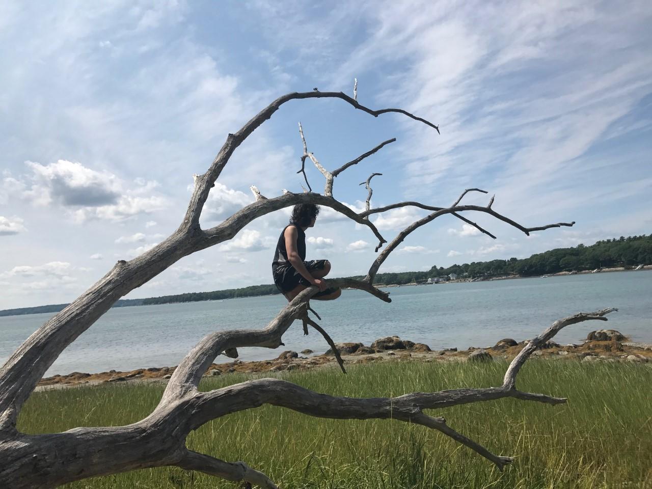 A young boy sits in a dead tree over looking the ocean