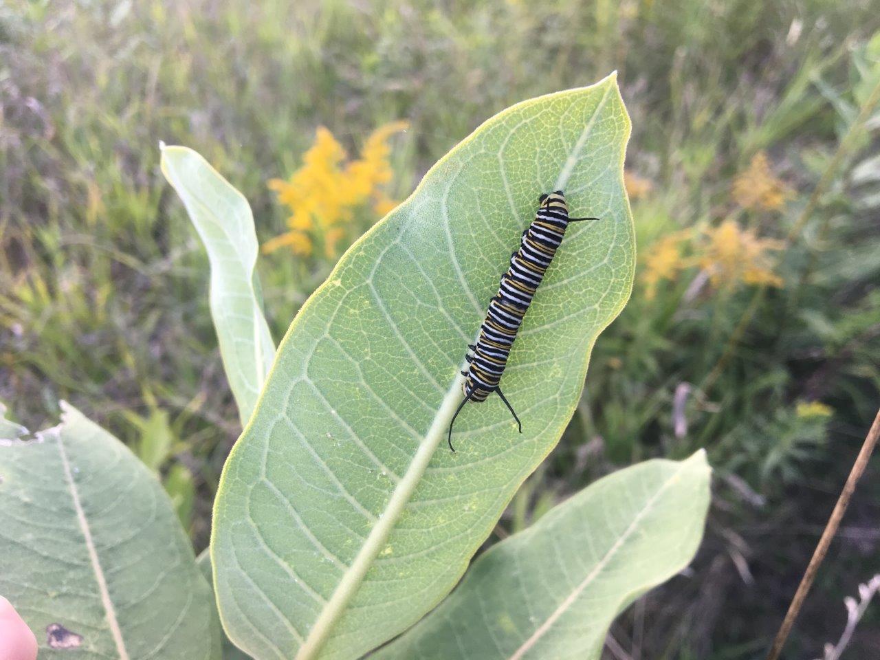 A monarch caterpillar on a milkweed leaf