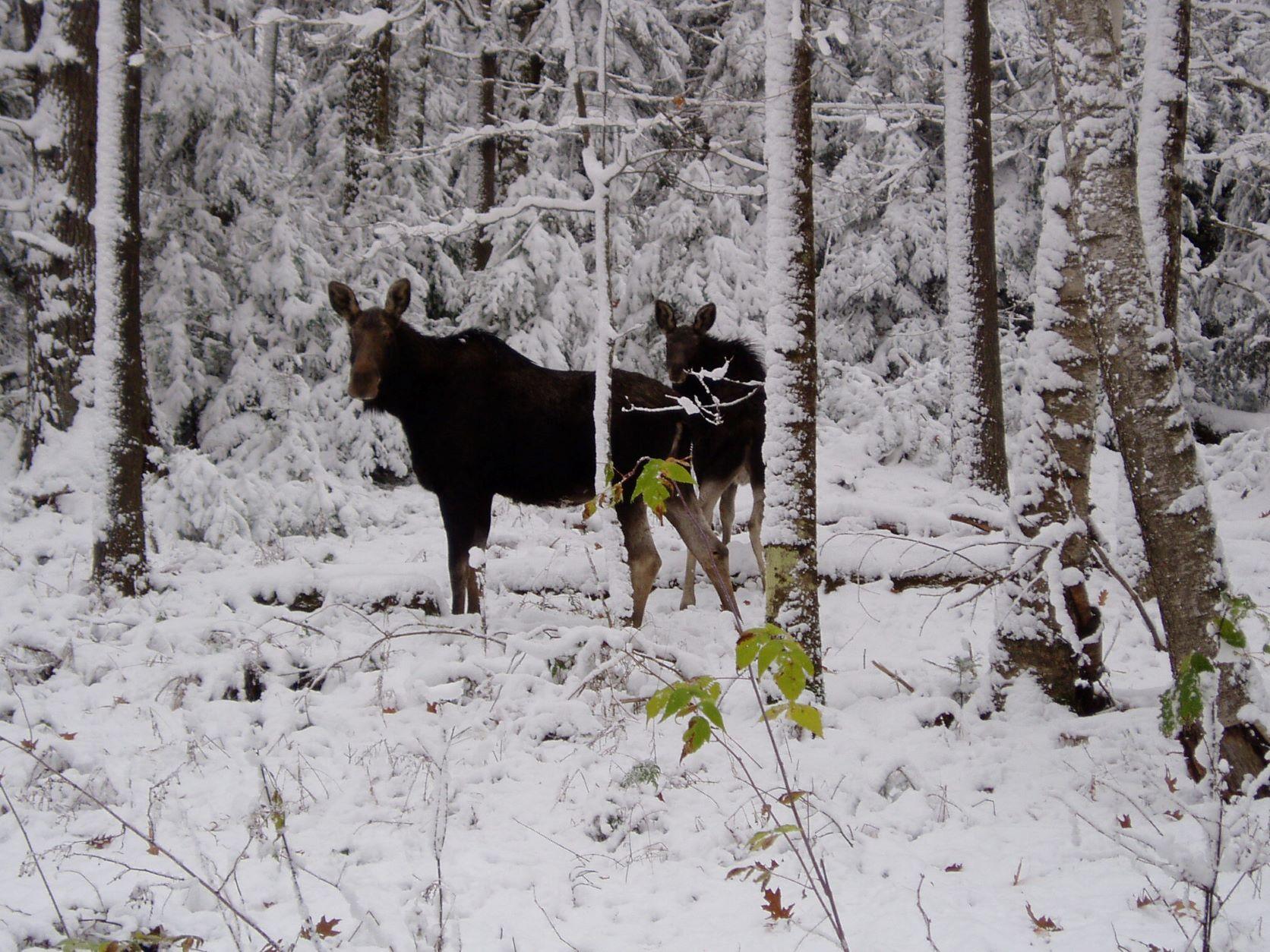 2 small moose in snowy woods