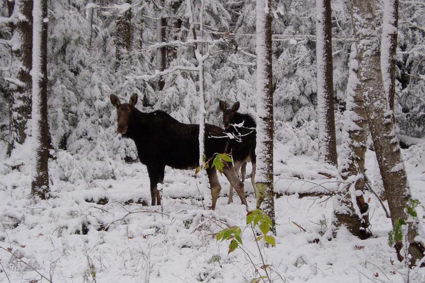 Moose in winter in New Hampshire