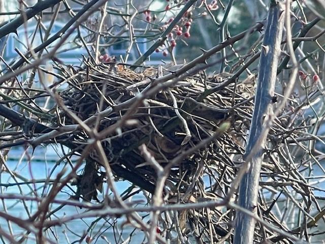 Beautiful Brown Nest