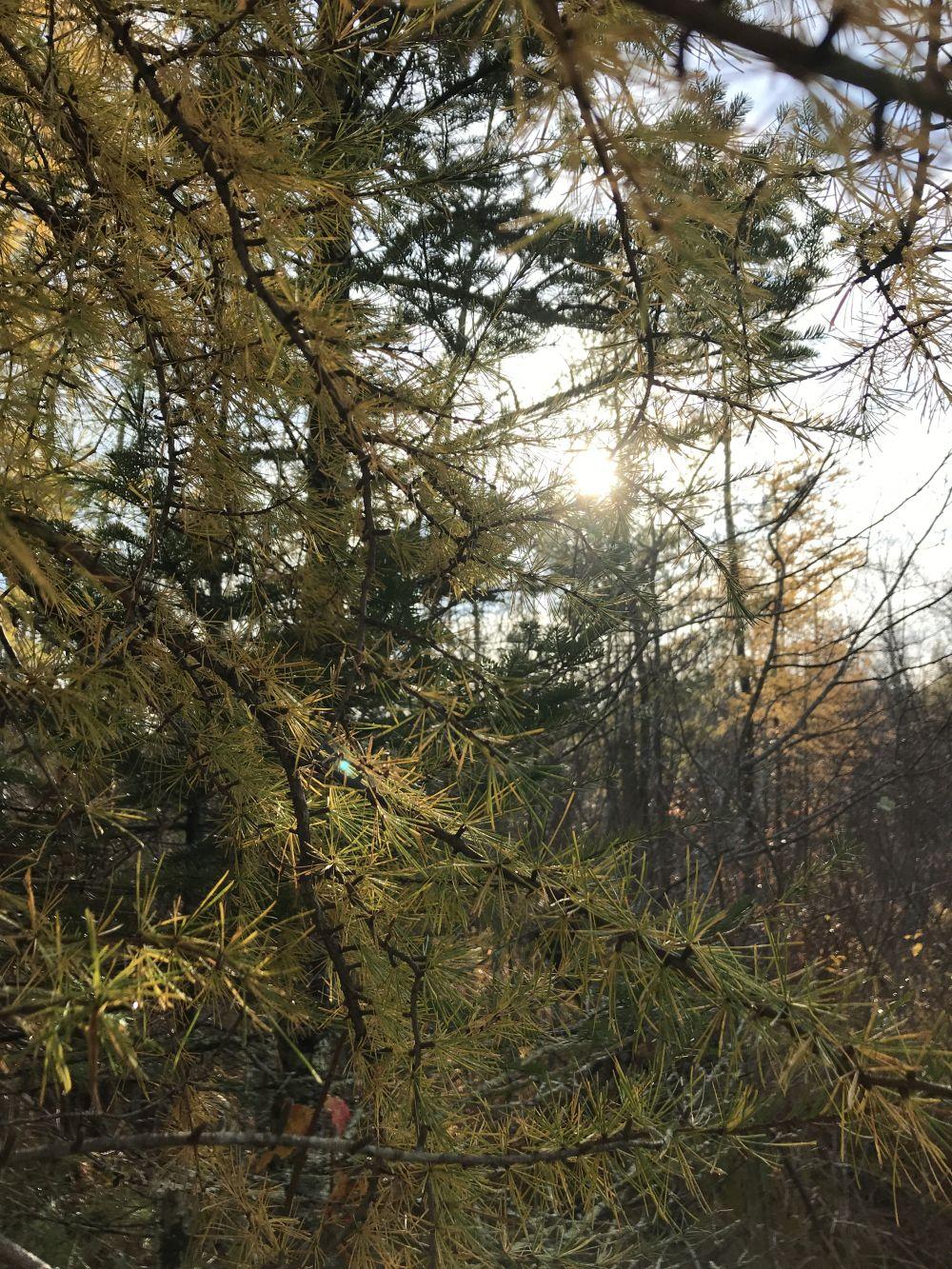 sunlight streams through yellow tamarack needles in autumn