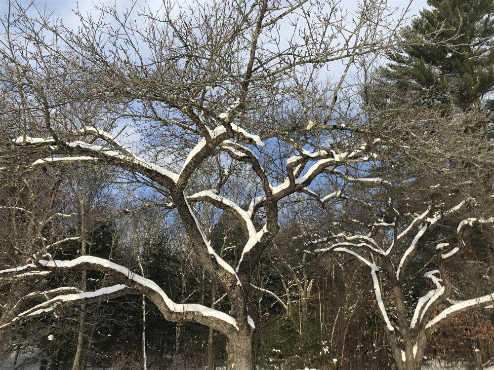 A wild apple tree is covered in snow.