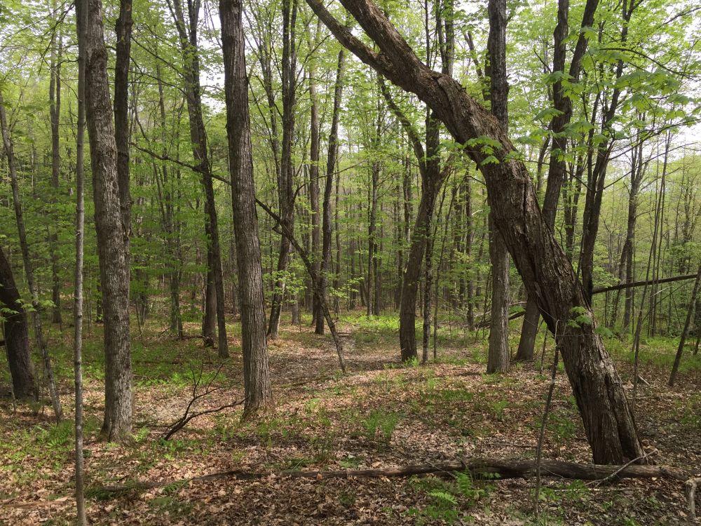 Spring forest canopy. Photo Dave Anderson