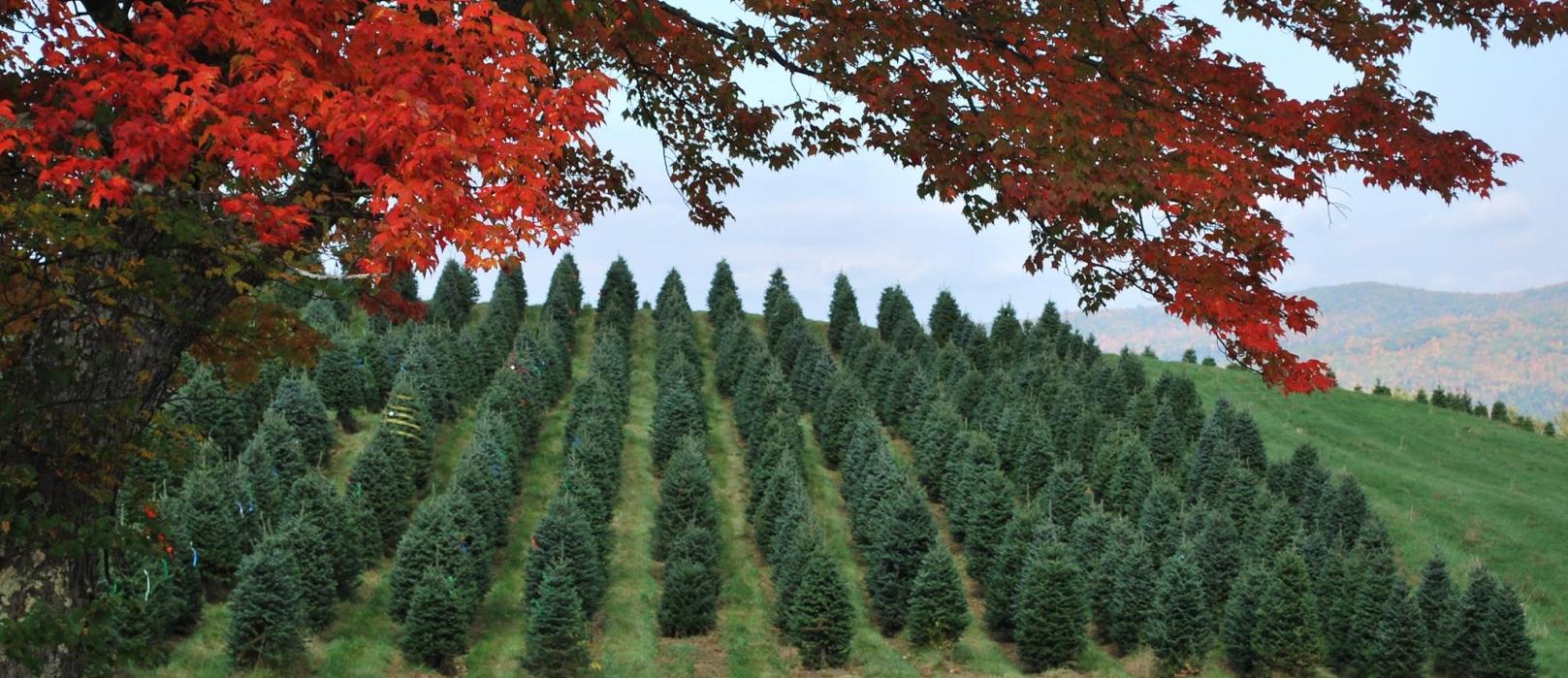 Red maple leaves in foregroud with green rows of Christmas Trees in background