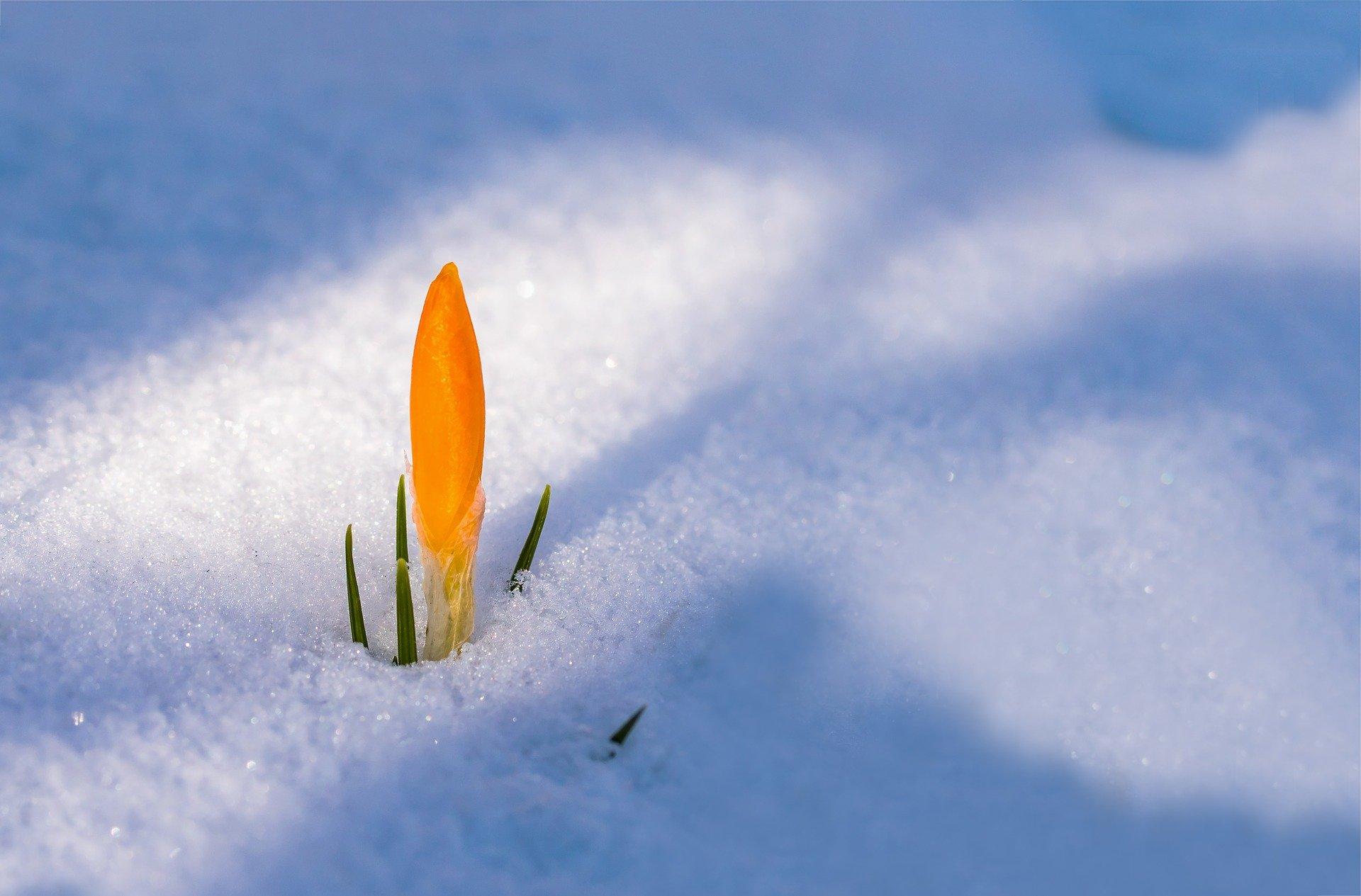 A yellow crocus pokes through the snow.