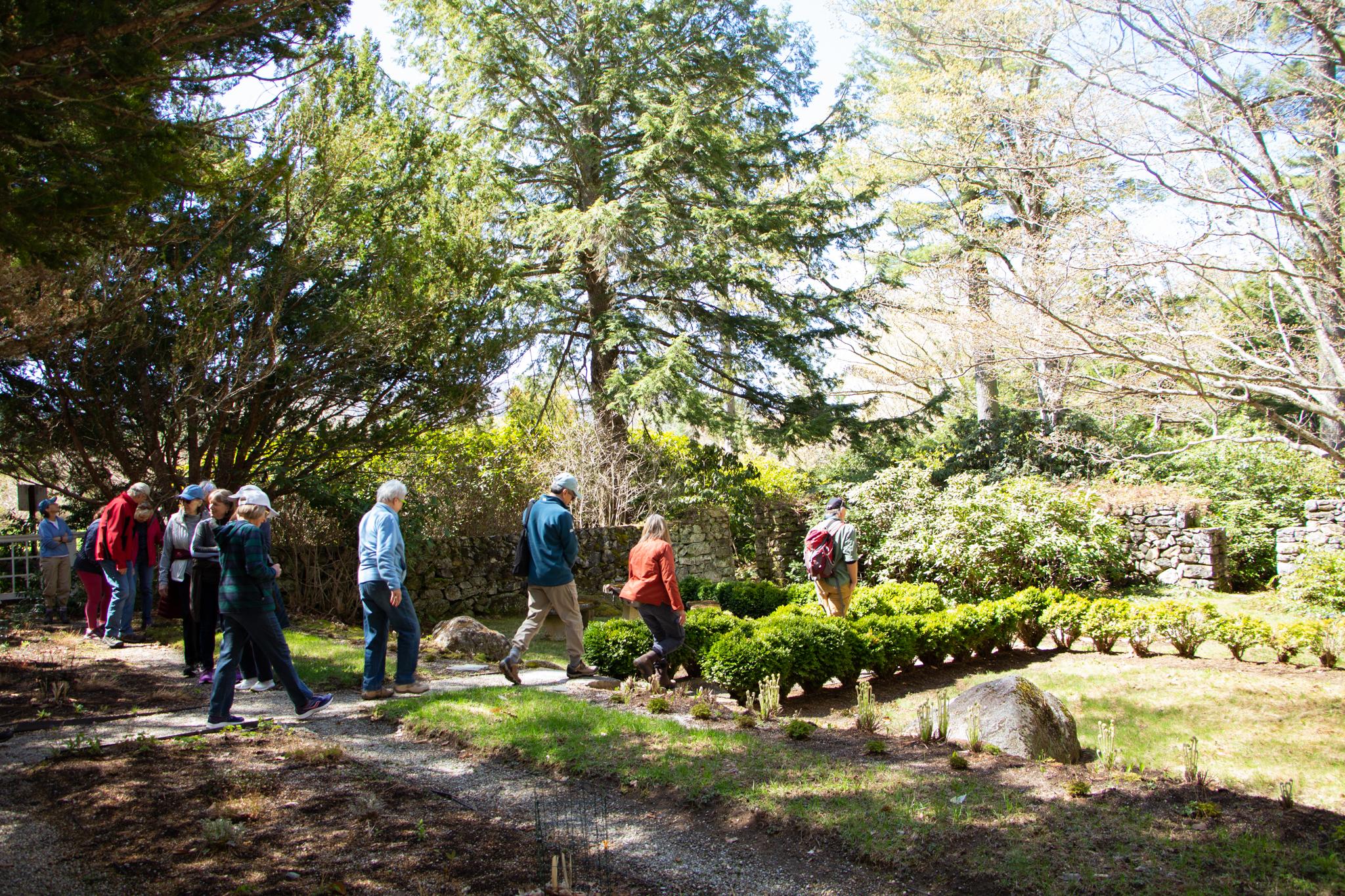 A line of hikers make their way through a garden of hedgerows and gravel. 