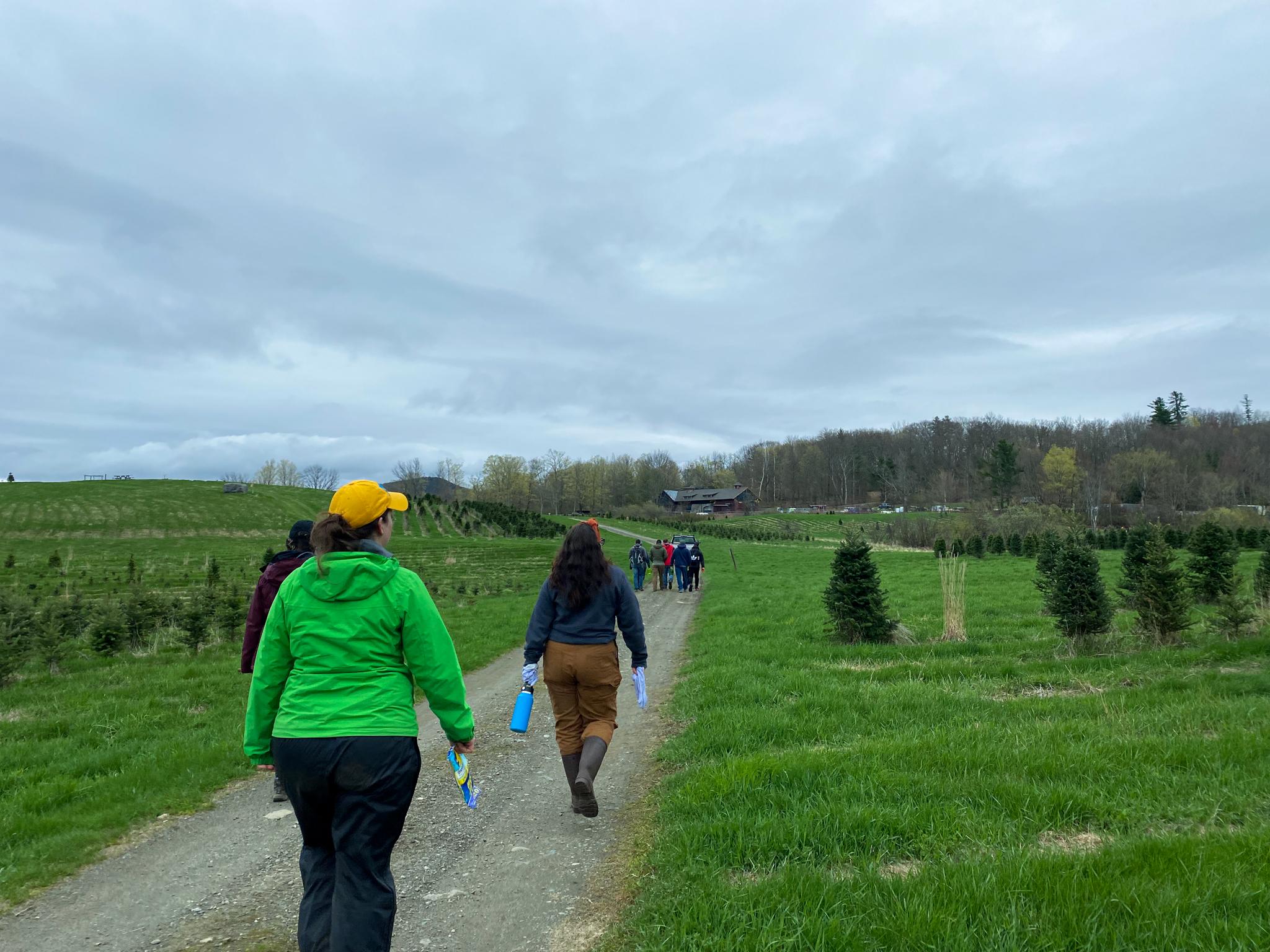 A woman in a green raincoat walks away from the camera down a gravel road lined with fields of Christmas trees