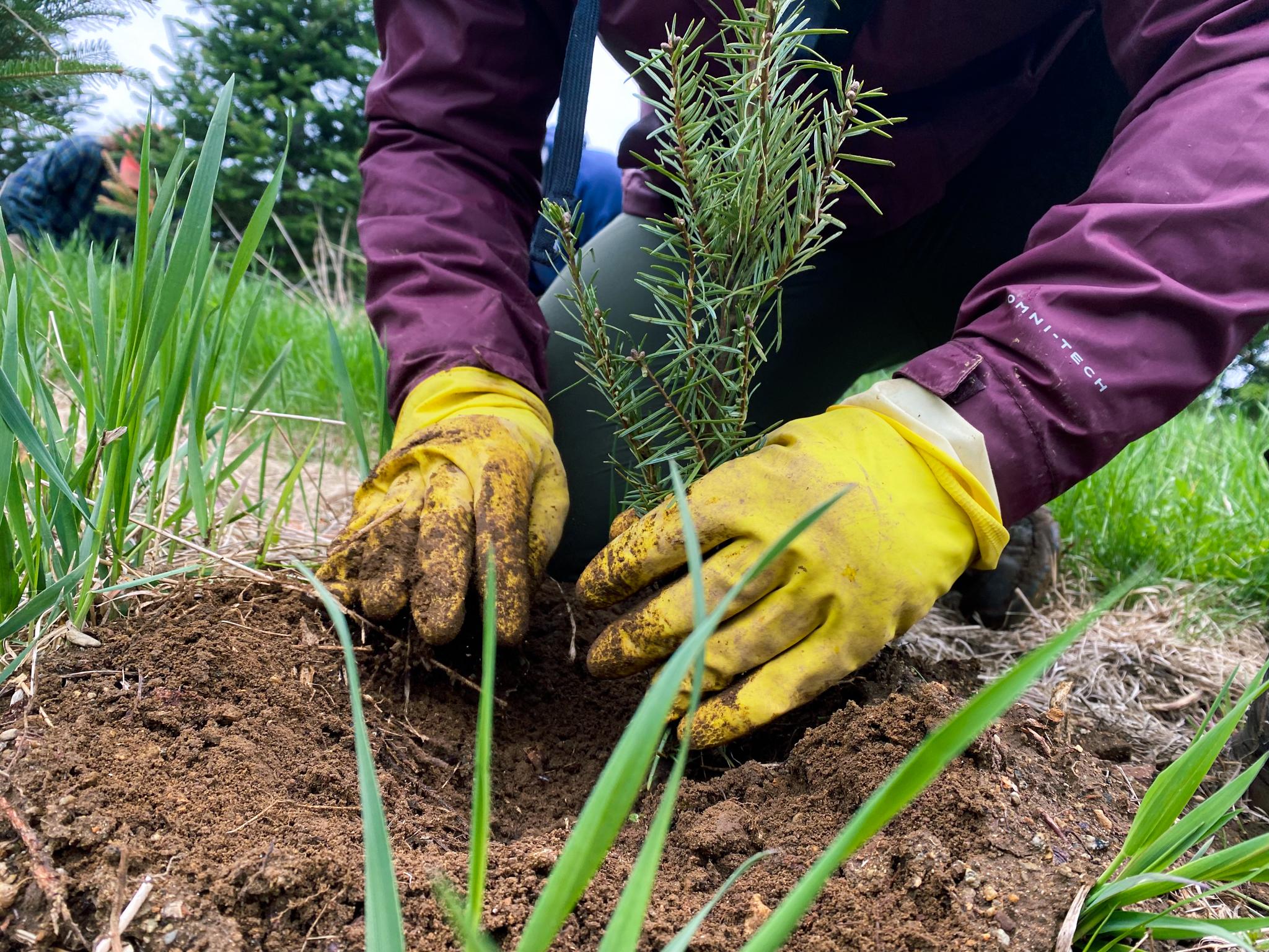 A pair of hands wearing yellow rubber gloves plant a Christmas tree seedling 