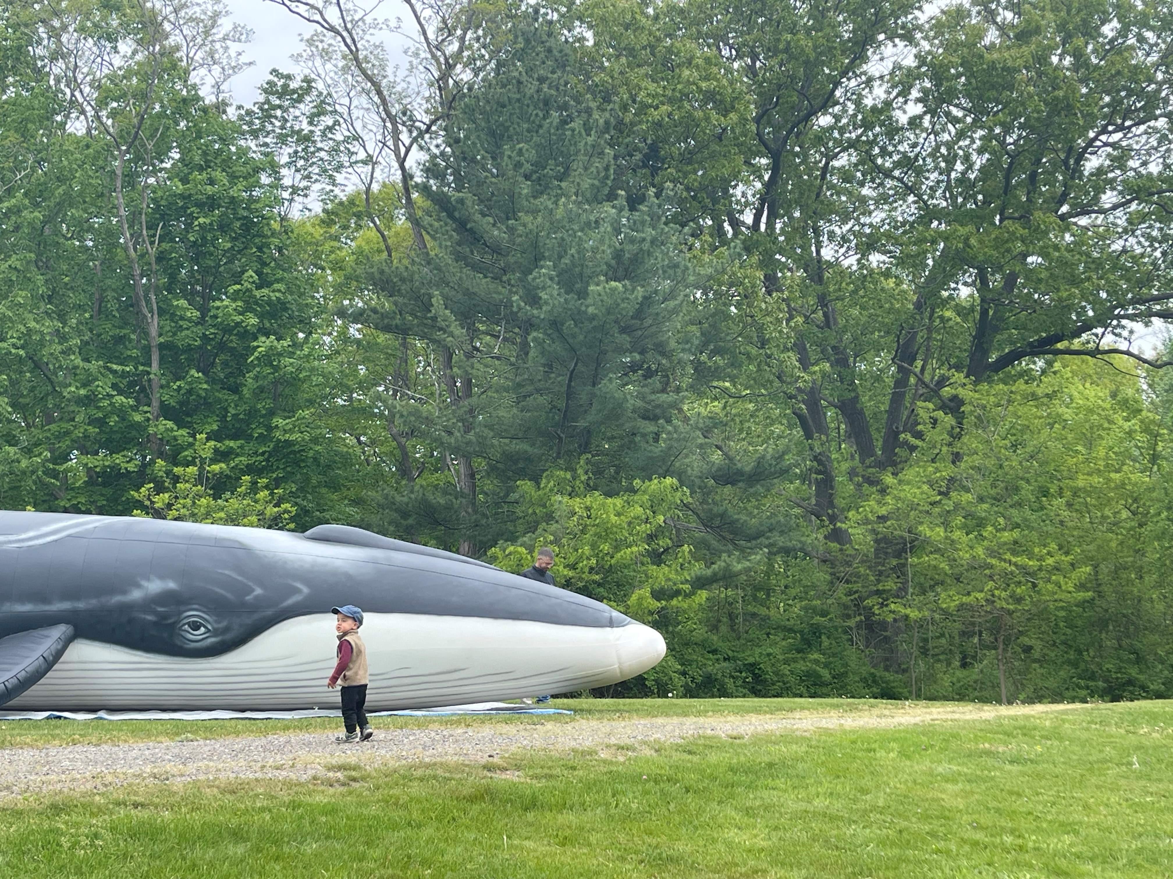 Woods, Whales and Water - A Celebration of Connectedness