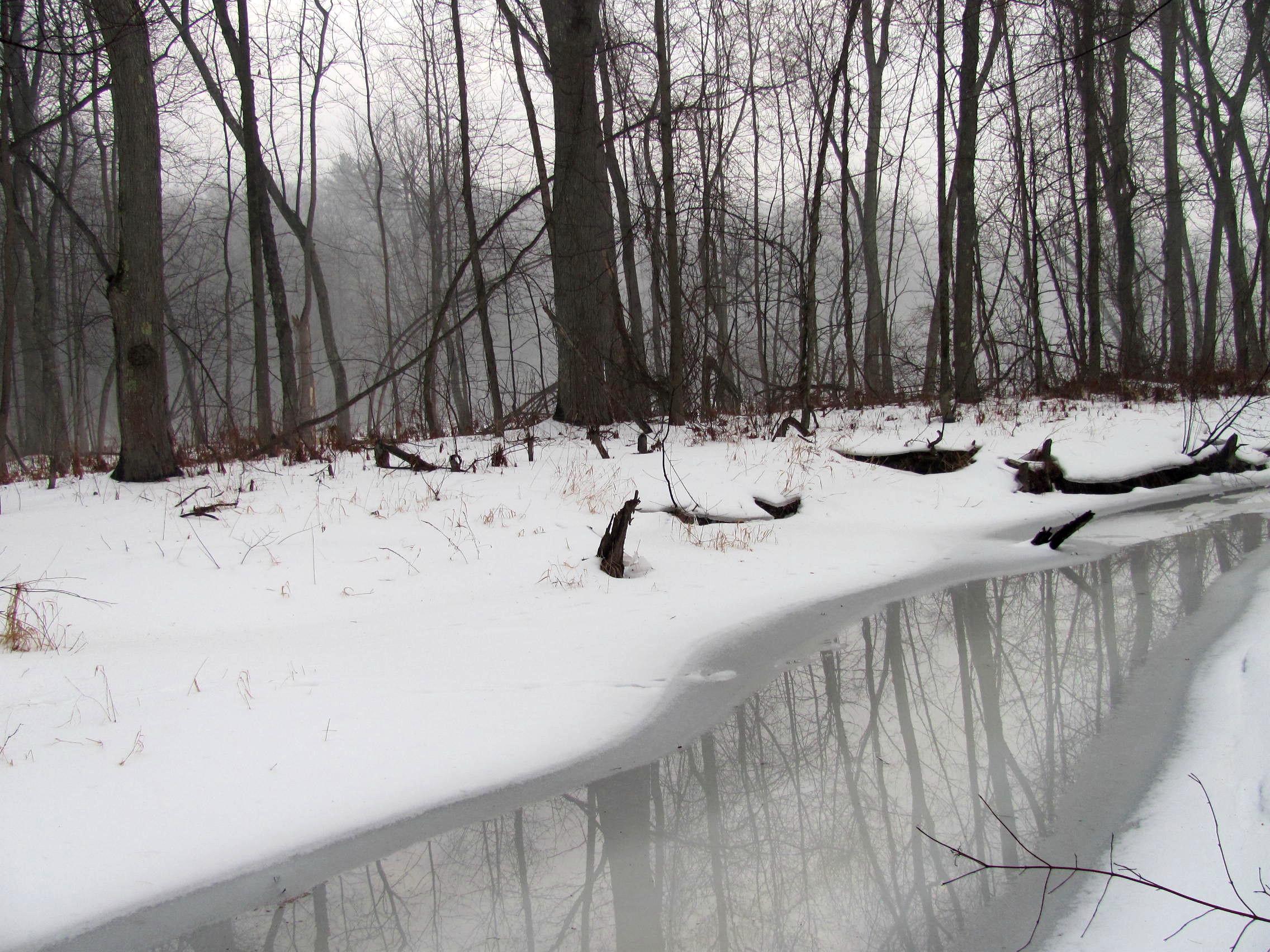 Frozen winter stream with wet trees with sun behind