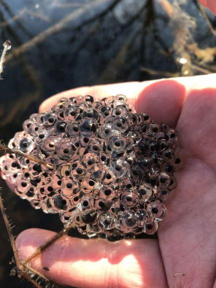 A mass of clear woodfrog eggs in hand.