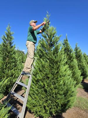 A tree farmer prunes a Leyland cypress tree at Fish River Trees, a tree farm in Alabama