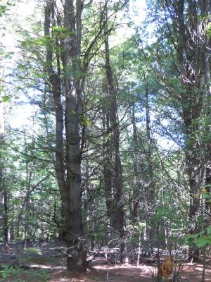 weeviled white pine at Heald Tract