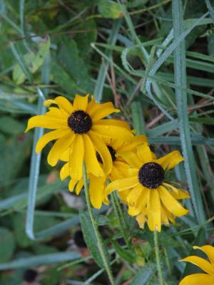 Bright yellow blossoms of "Brown-eyed Susan" flowers