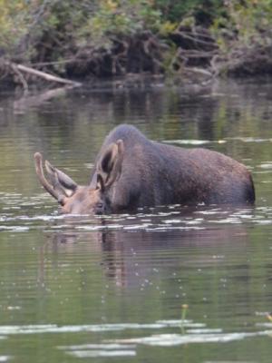 Moose with head submerged beneath the water to reach water lilly stems
