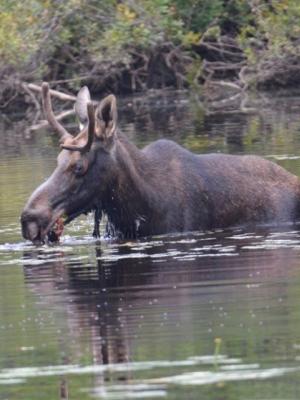Side view with best view of antlers in velvet on a young bull moose dripping water from neck as it eats tender aquatic water lillies