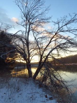 Silhouette of Mulberry Tree along Merrimack Riverbank