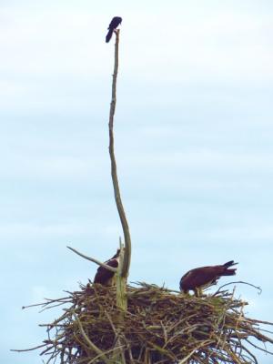 Grackle perched high above Osprey nest