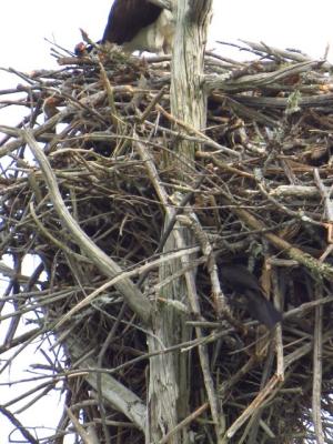 Grackle enters base of Osprey nest