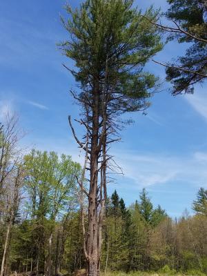 weeviled white pine at Ashuelot River Headwaters Forest