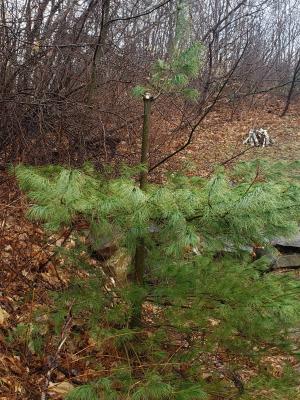 after pruning weevil inflicted pine tree