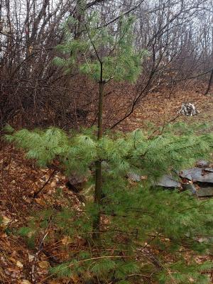 pre pruned weevil inflicted pine tree