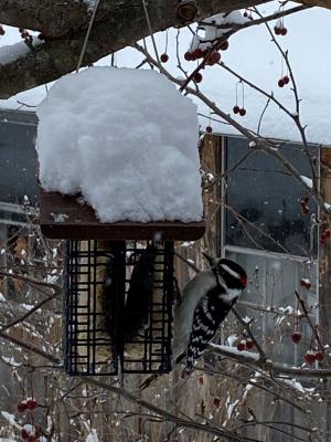 Downy woodpecker perched on suet cage feeder on ornamental crab apple tree