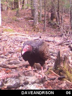 Naked red head, sharp brown eyes and large body of NH turkey vulture feeding on the ground
