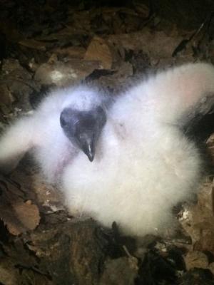 Fuzzy white nestling Turkey Vulture chick in June