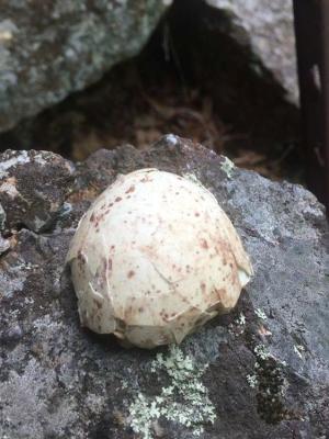 A speckled discarded turkey vulture egg shell rests on granite