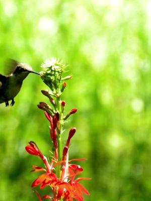 Ruby throated hummingbird beak probes the tip of red Cardinal flower 