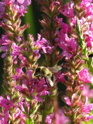 bumble bee on colorful purple loosestrife blossoms