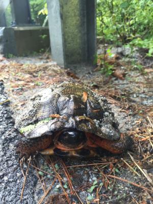 A wood turtle by the road.