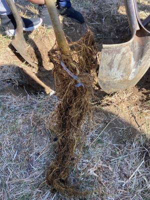 bare roots of the nursery stock