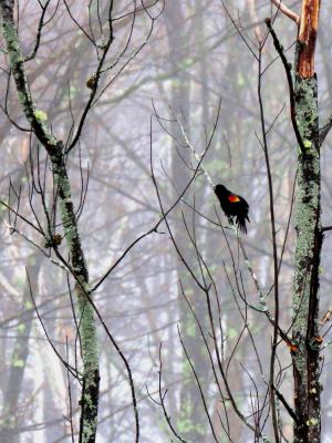 blackbird against foggy white background of branches